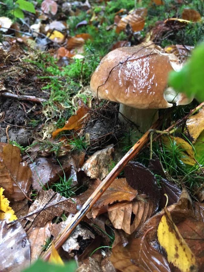 Gite La Petite Beurrerie des Ardennes Celles  Exterior foto